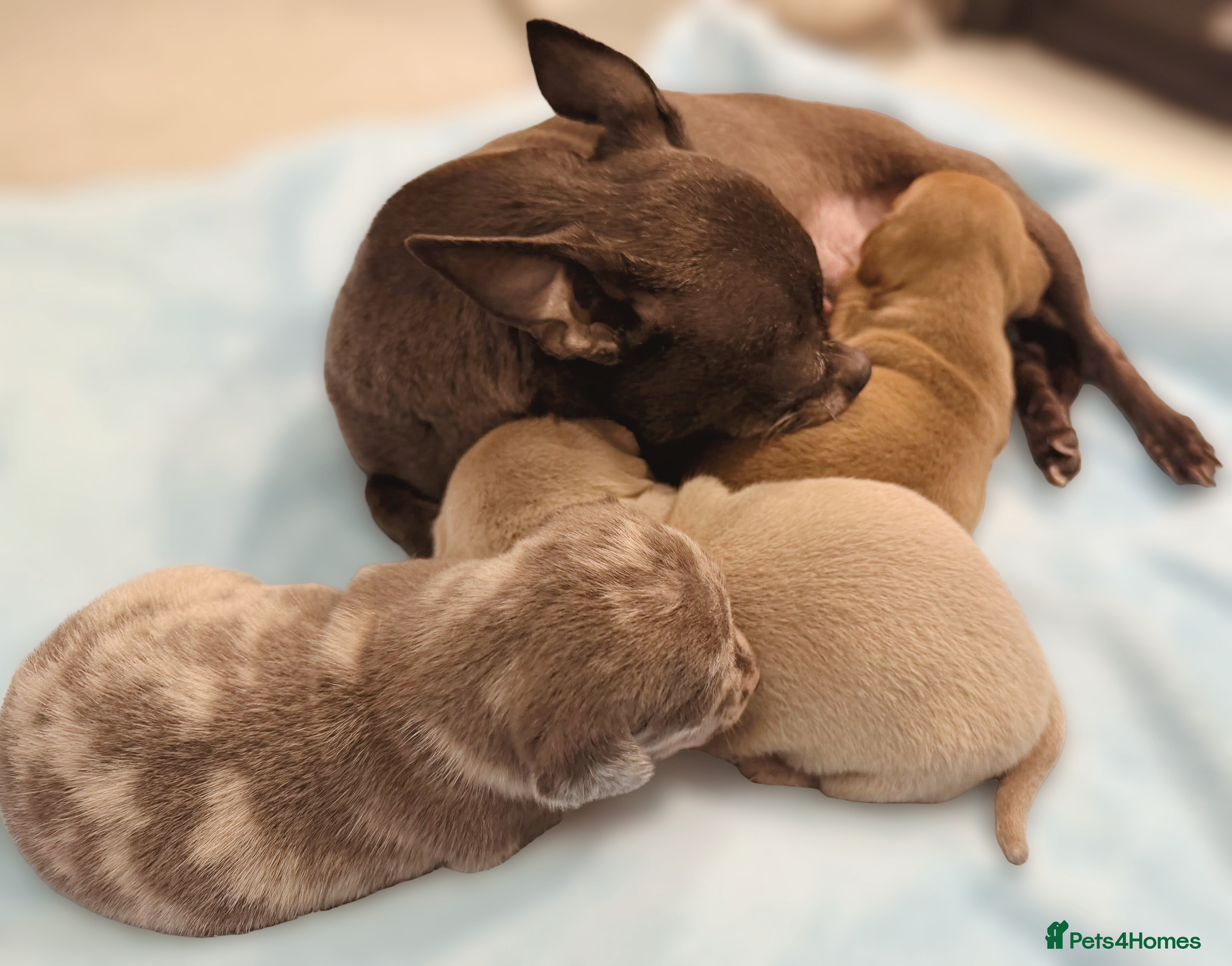 Chiweenie dogs All pups now reserved x - Advert 4