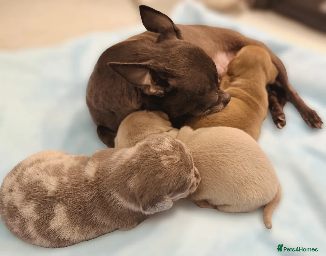 Chiweenie dogs for sale: 3 beautiful baby Chiweenie girls ready early March - Advert 31