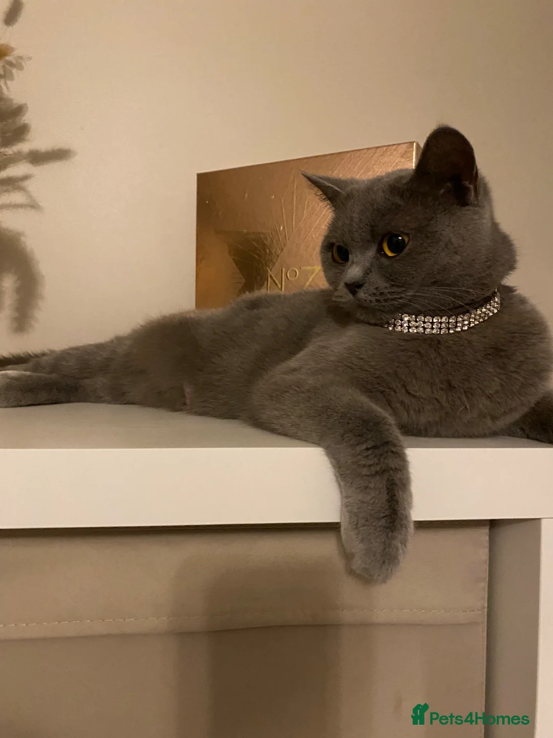Mixed Breed cats for sale: British short hair cross - Advert 1