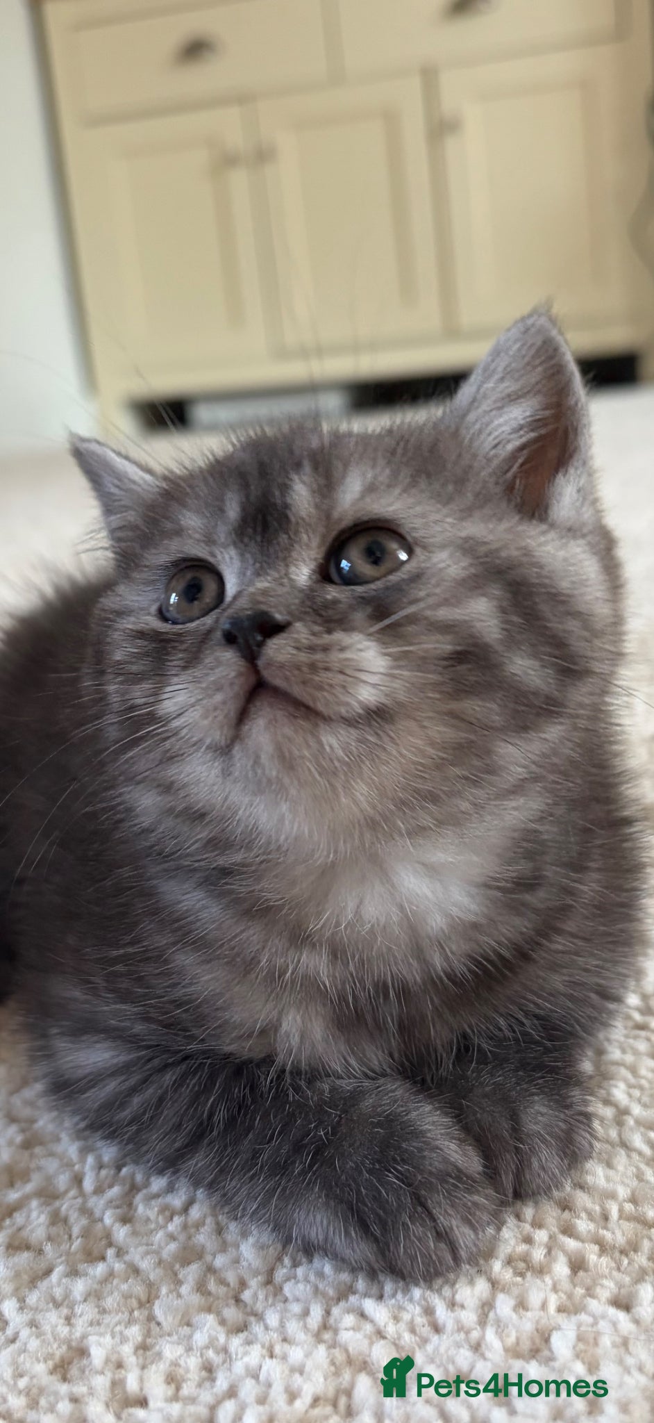 British Shorthair cats 4 British Shorthair kittens - Advert 2