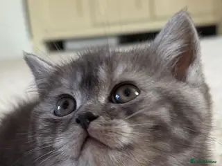British Shorthair cats 4 British Shorthair kittens - Advert 2