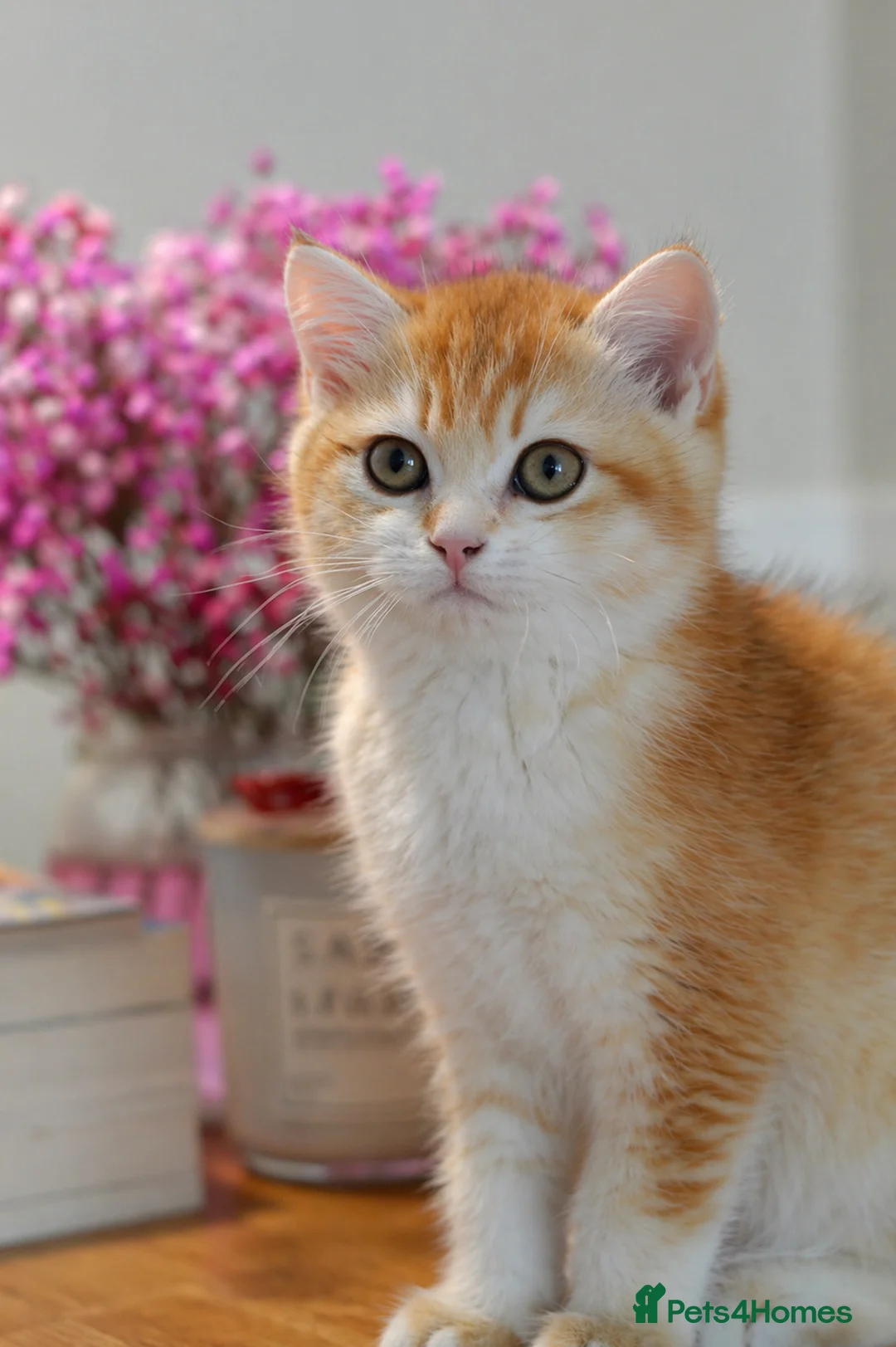 British Shorthair cats for sale: GCCF/TICA Stunning Golden BSH Chinchilla Kittens - Advert 1
