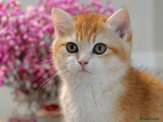 British Shorthair cats GCCF/TICA Stunning Golden BSH Chinchilla Kittens - Advert 1