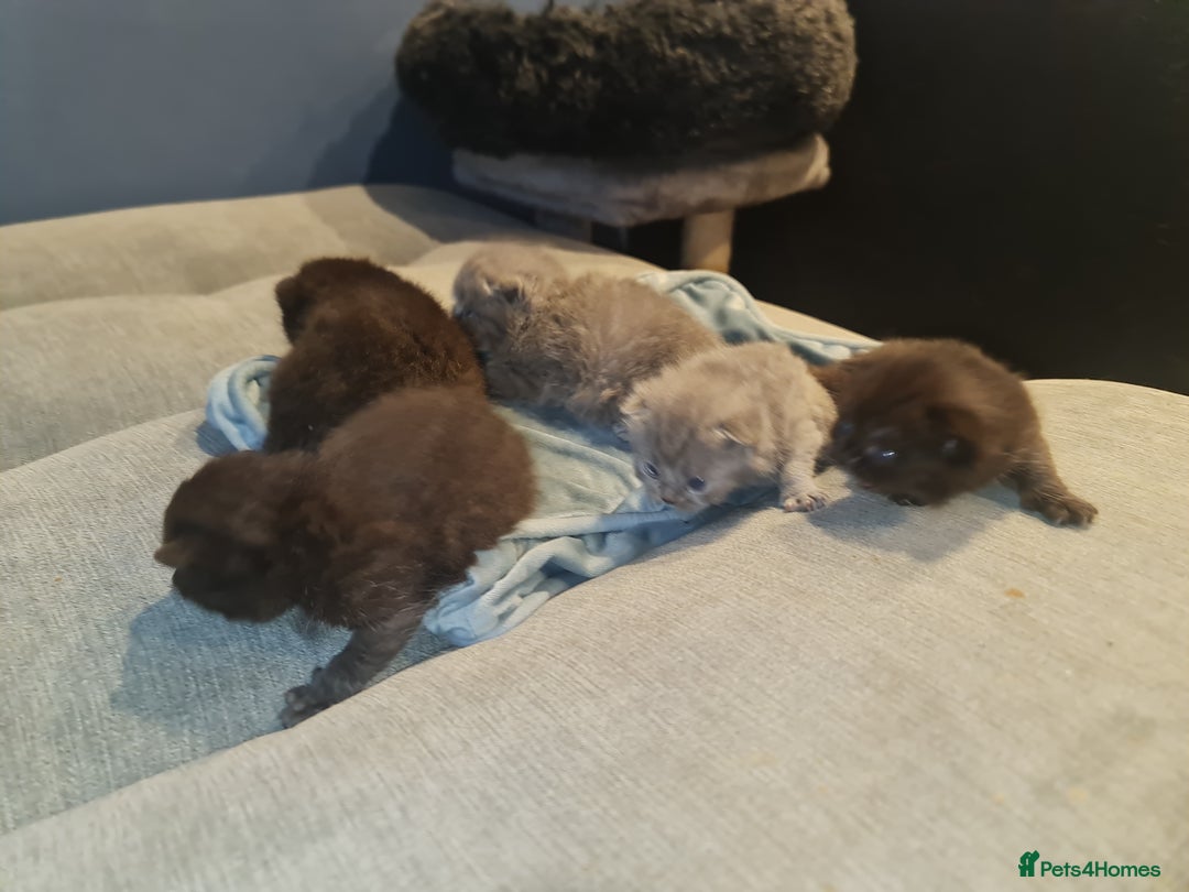 Scottish Fold cats for sale: Scottish Folds  4 Male 1 Female - Image 15