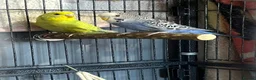 Mixed Breed birds for sale: Female budgies, Love birds and diamond dove in Scunthorpe - Advert 3