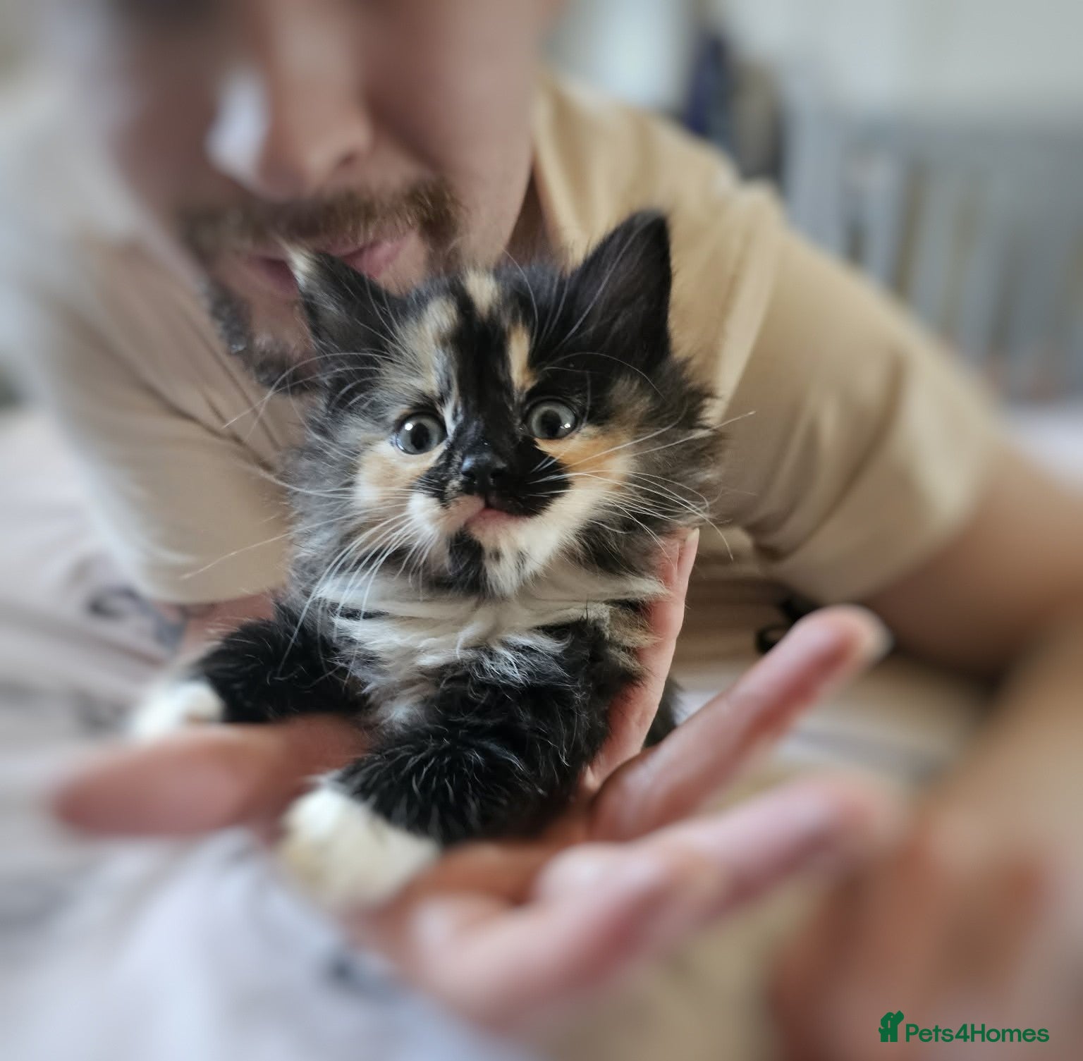 Mixed Breed cats Gorgeous kittens  - Advert 10