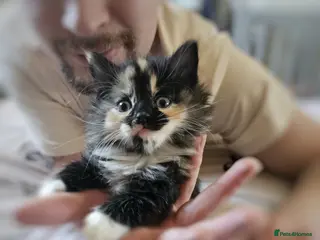 Mixed Breed cats Gorgeous kittens - Advert 10