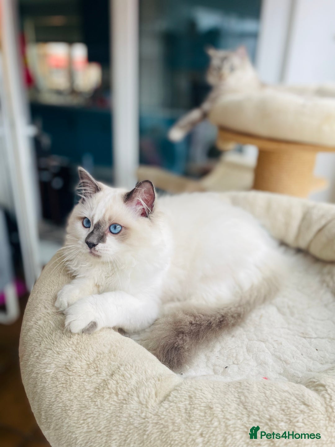 Ragdoll cats for sale: TICA registered mink and traditional ragdolls - Image 7