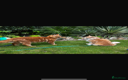 Maine Coon cats for sale: Maine Coon Kittens - Image 6