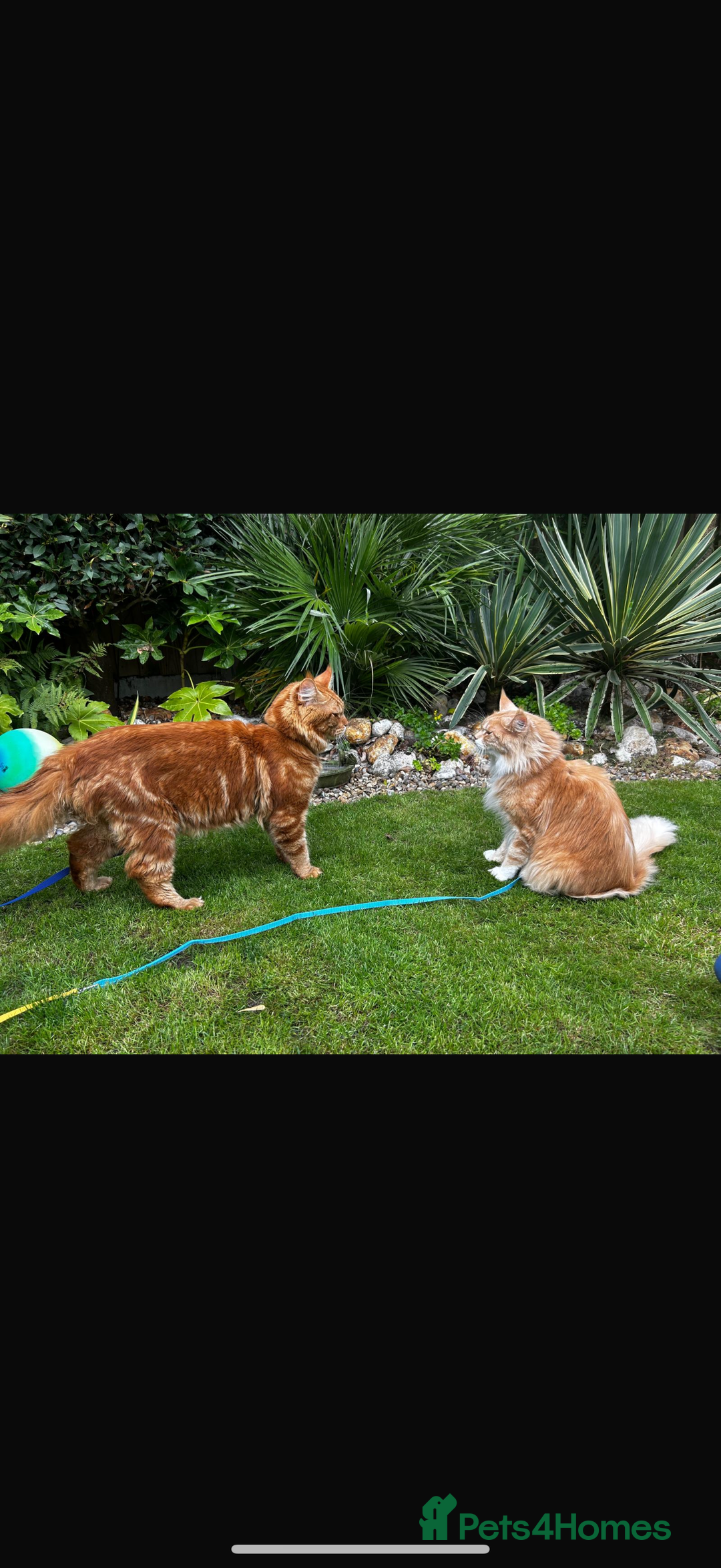 Maine Coon cats for sale: Maine Coon Kittens - Image 6