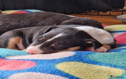 Mixed Breed dogs for sale: Beautiful pups 6 Males - Image 4