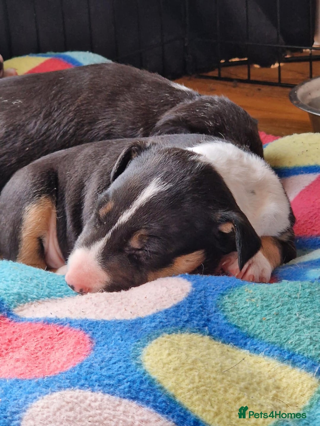 Mixed Breed dogs for sale: Beautiful pups 6 Males - Image 4