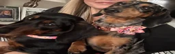 Miniature Dachshund dogs for sale: Unique Minature Dachsunds Puppies  - Advert 2