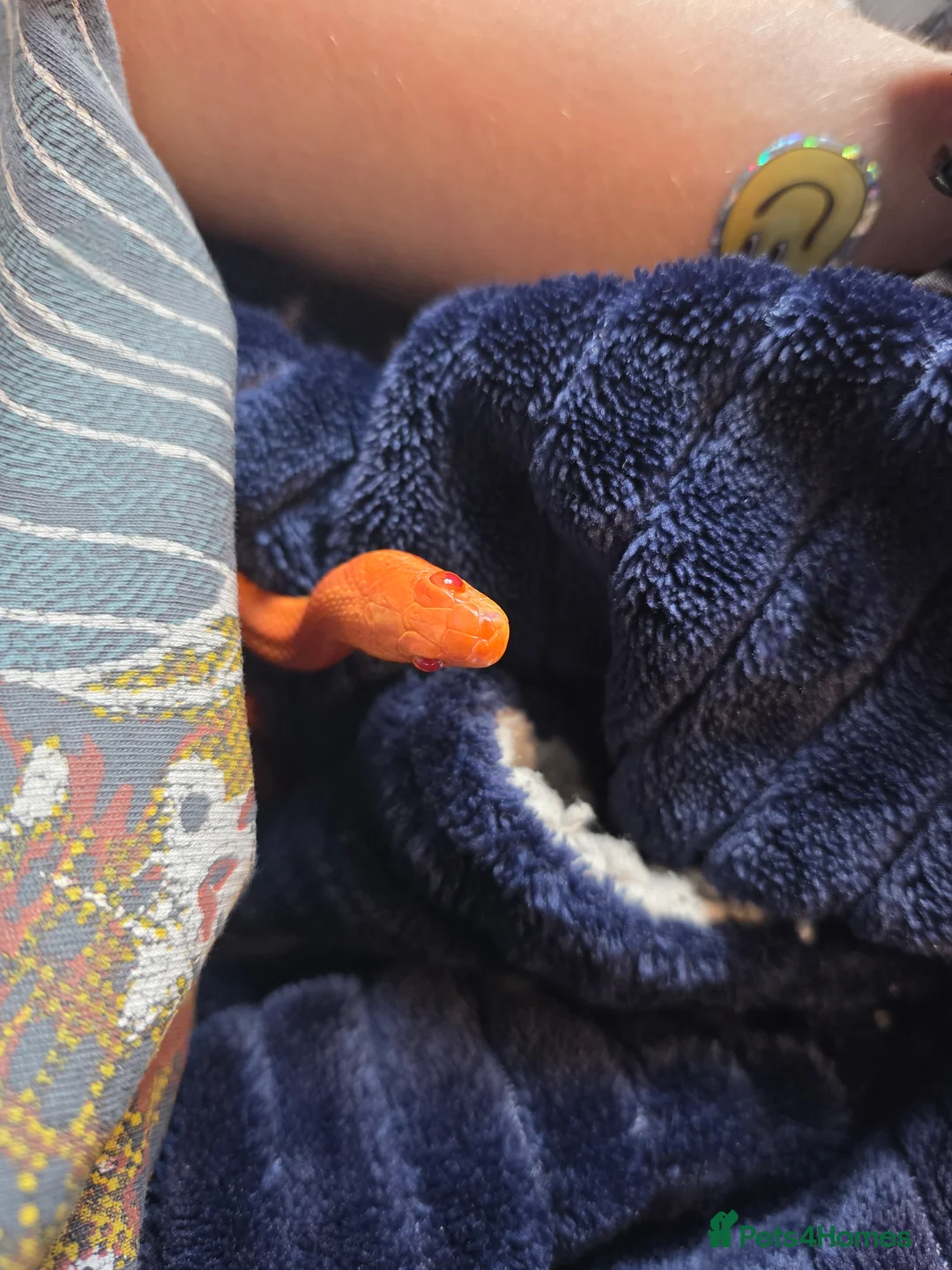 Corn Snake reptiles for sale: Pete- the Fire Stripe Cornsnake  in Nottingham - Advert 18