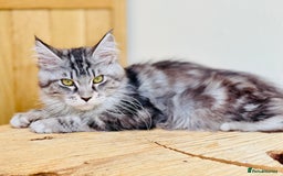 Maine Coon cats for sale: Beautiful pure bread Maine Coon kittens - Image 19