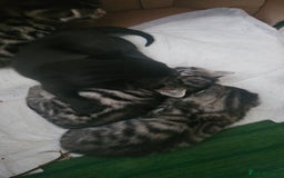 Bengal cats for sale: Mix breed Bengal + Tabby - Image 15