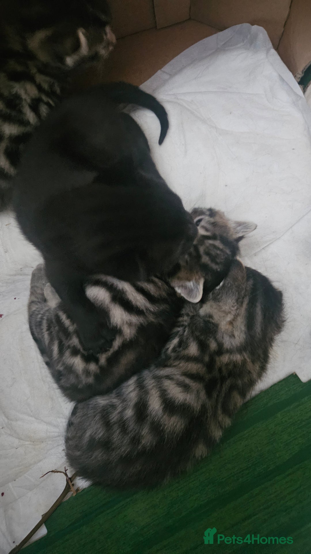 Bengal cats for sale: Mix breed Bengal + Tabby - Image 15