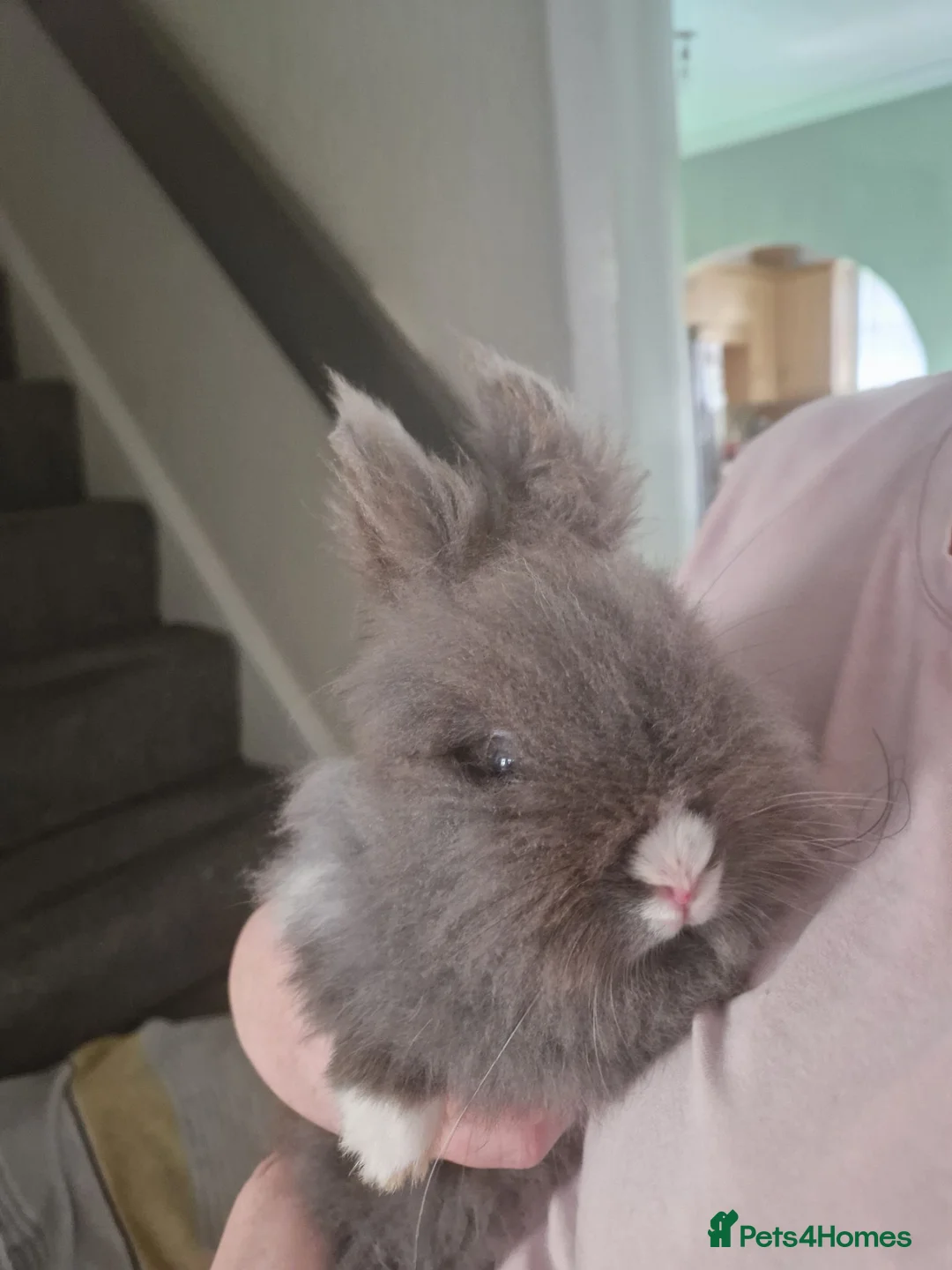 Mixed Breed rabbits for sale: 2 x lion head rabbits FREE - Advert 5