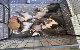 Mixed Breed dogs for sale: Staffy x mastiff mix  - Image 23