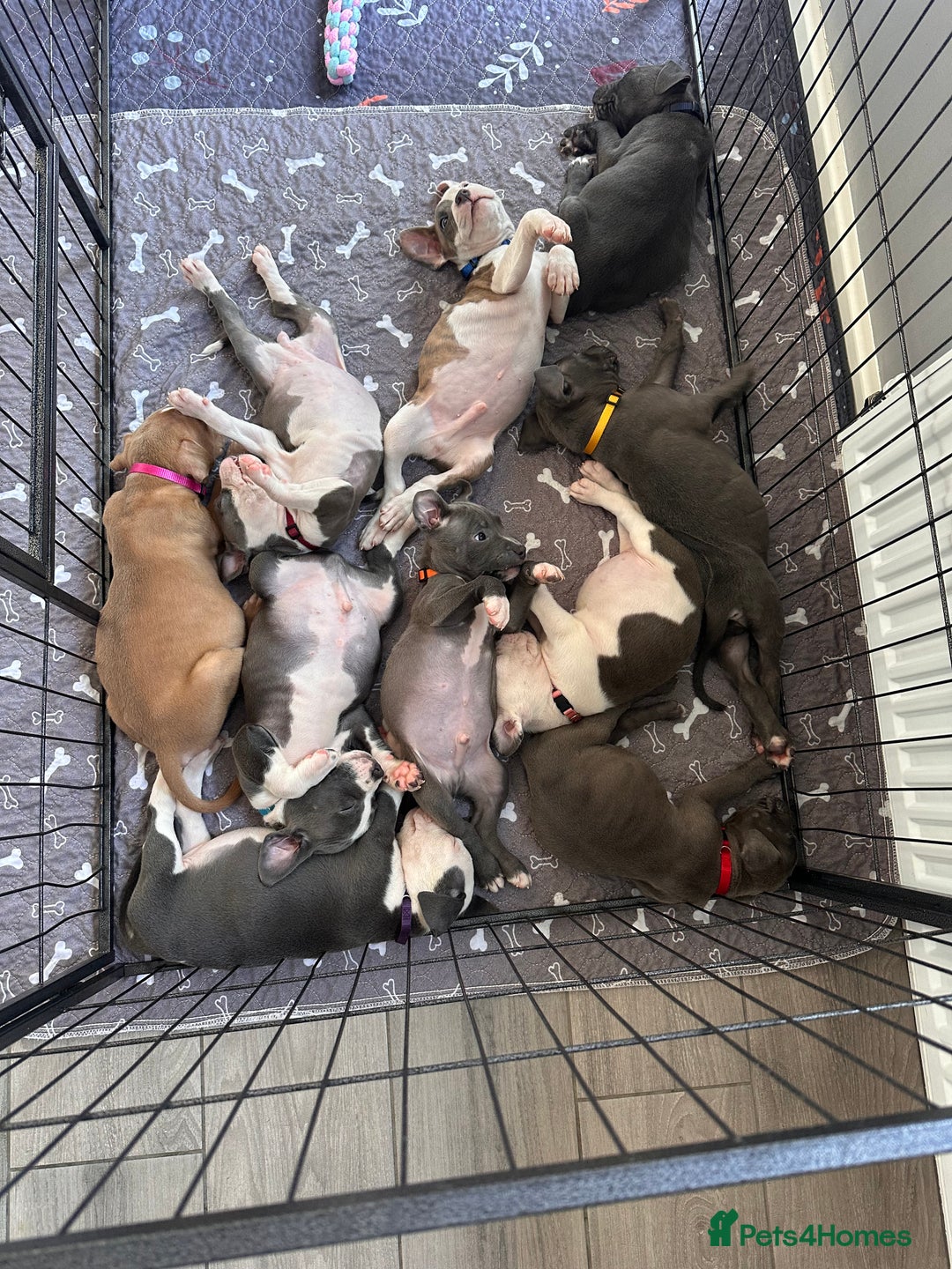 Mixed Breed dogs for sale: Staffy x mastiff mix  - Image 23