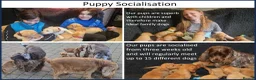 Labrador Retriever dogs for sale: Stunning Red Fox Labs : Health Checked-KC Reg-FTCH - Advert 27