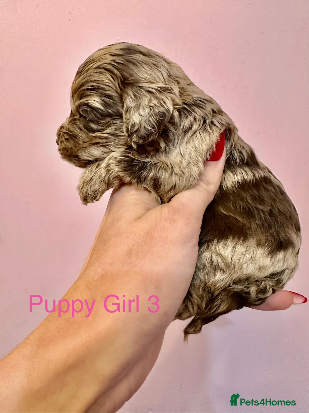 Cockapoo dogs for sale: Lovely American Cockapoo Pups Chocolates & Merles  - Advert 17