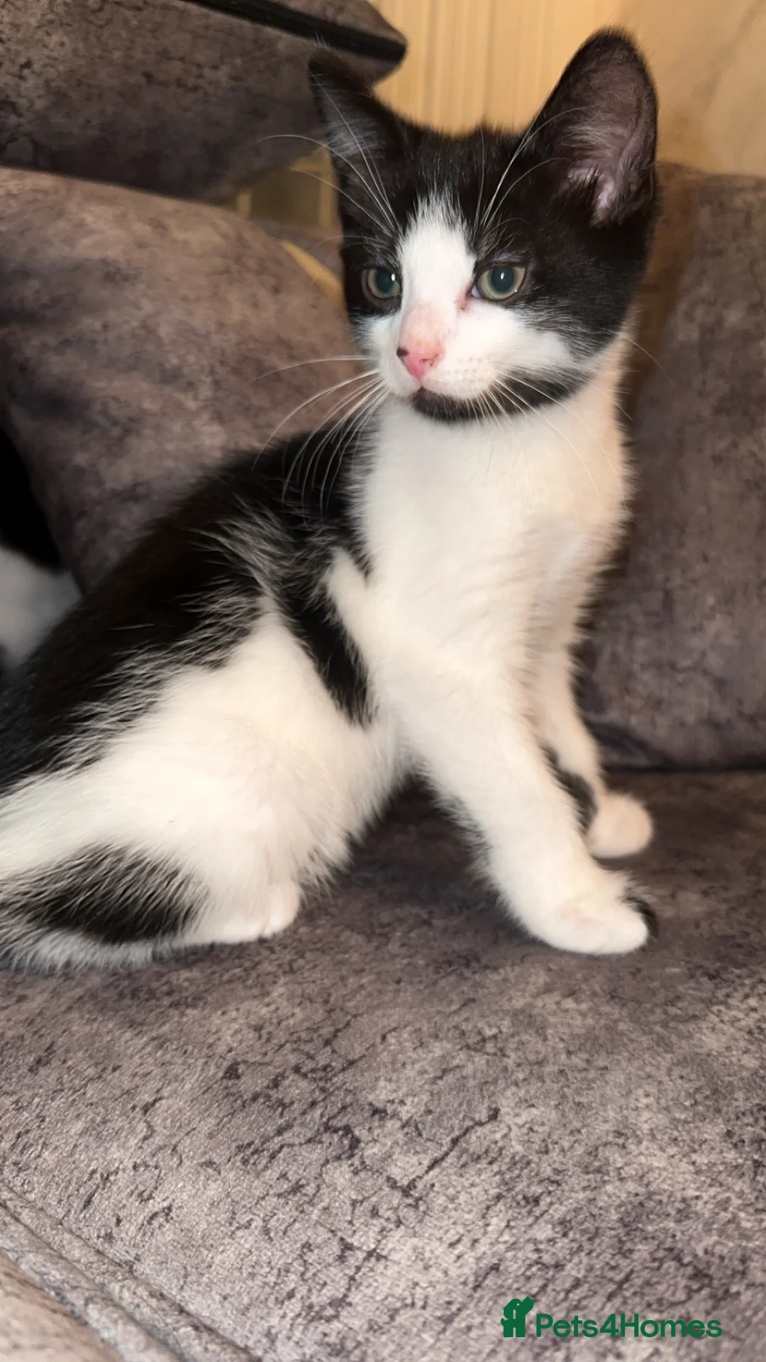 British Shorthair cats for sale: 2 lovely black and white shorthairs - Advert 4