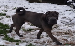 Shar Pei dogs for stud: Shar pei for stud - Image 2