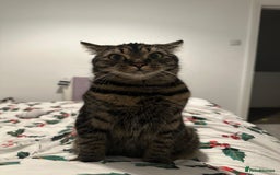 Mixed Breed cats for sale: 2 gorgeous girls tabby and tortoise shell - Image 20