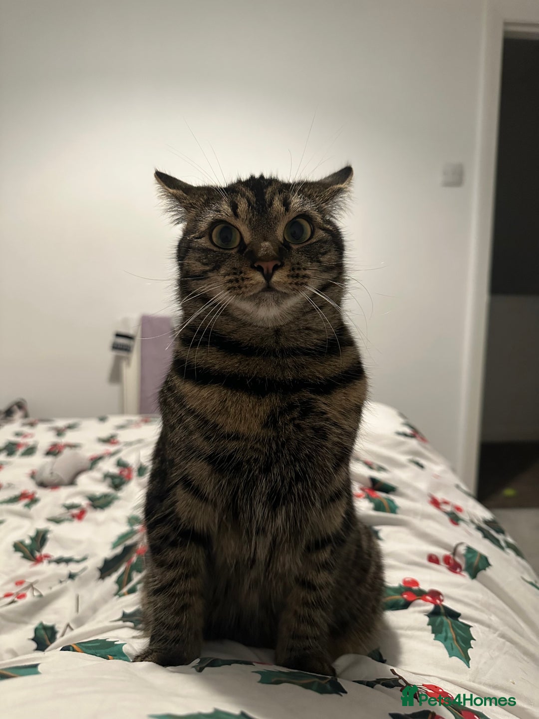 Mixed Breed cats for sale: 2 gorgeous girls tabby and tortoise shell - Image 20