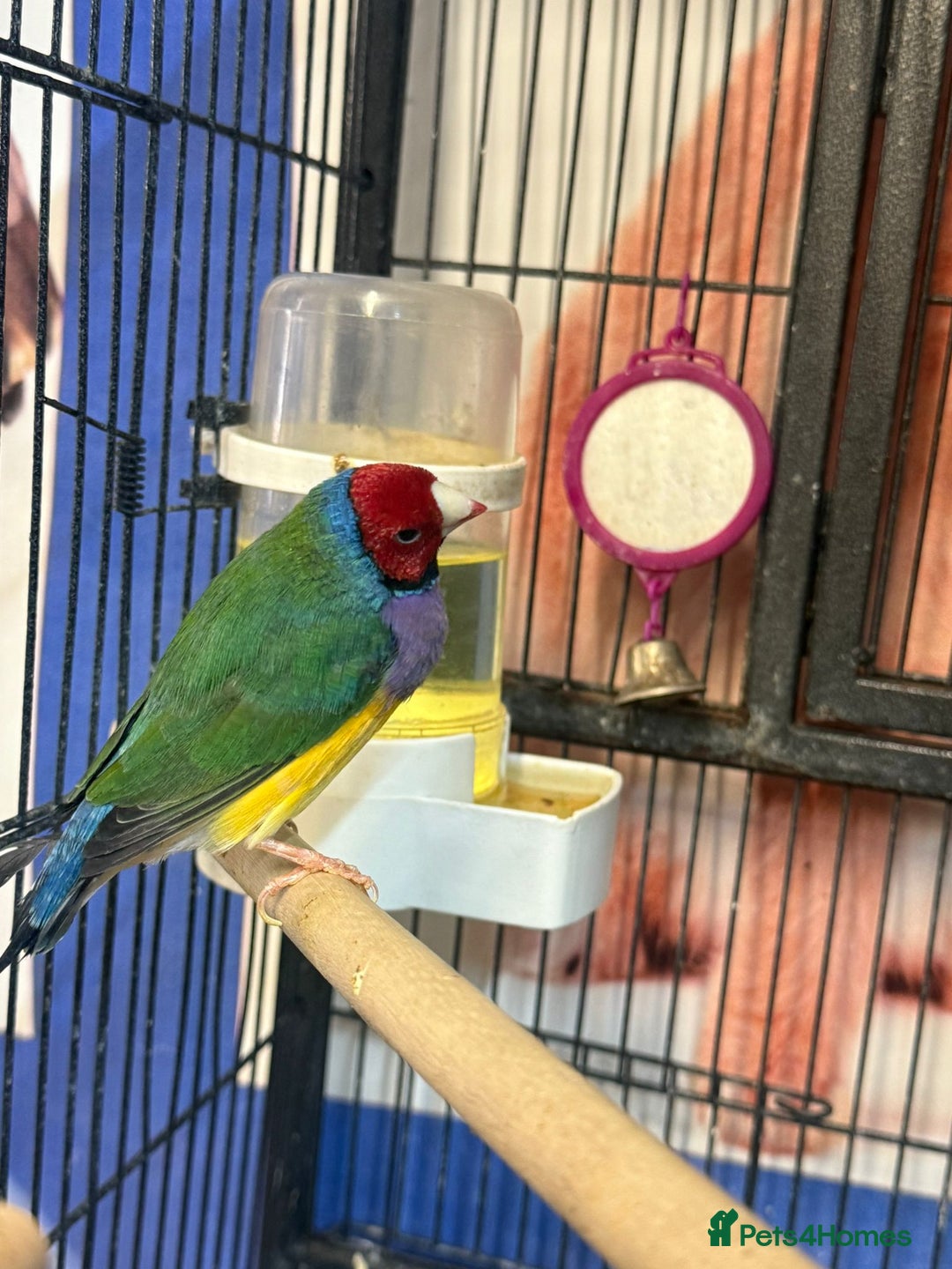 Parrots birds for sale: X BIRDS/PARAKEETS/PARROTS AVAILABLE X - Image 14