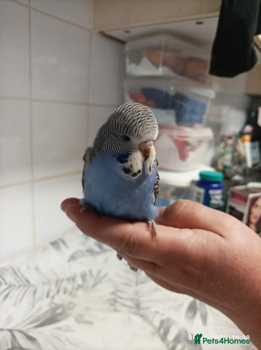 Budgerigars birds for sale: BABY BUDGIES from the same nest - Advert 16