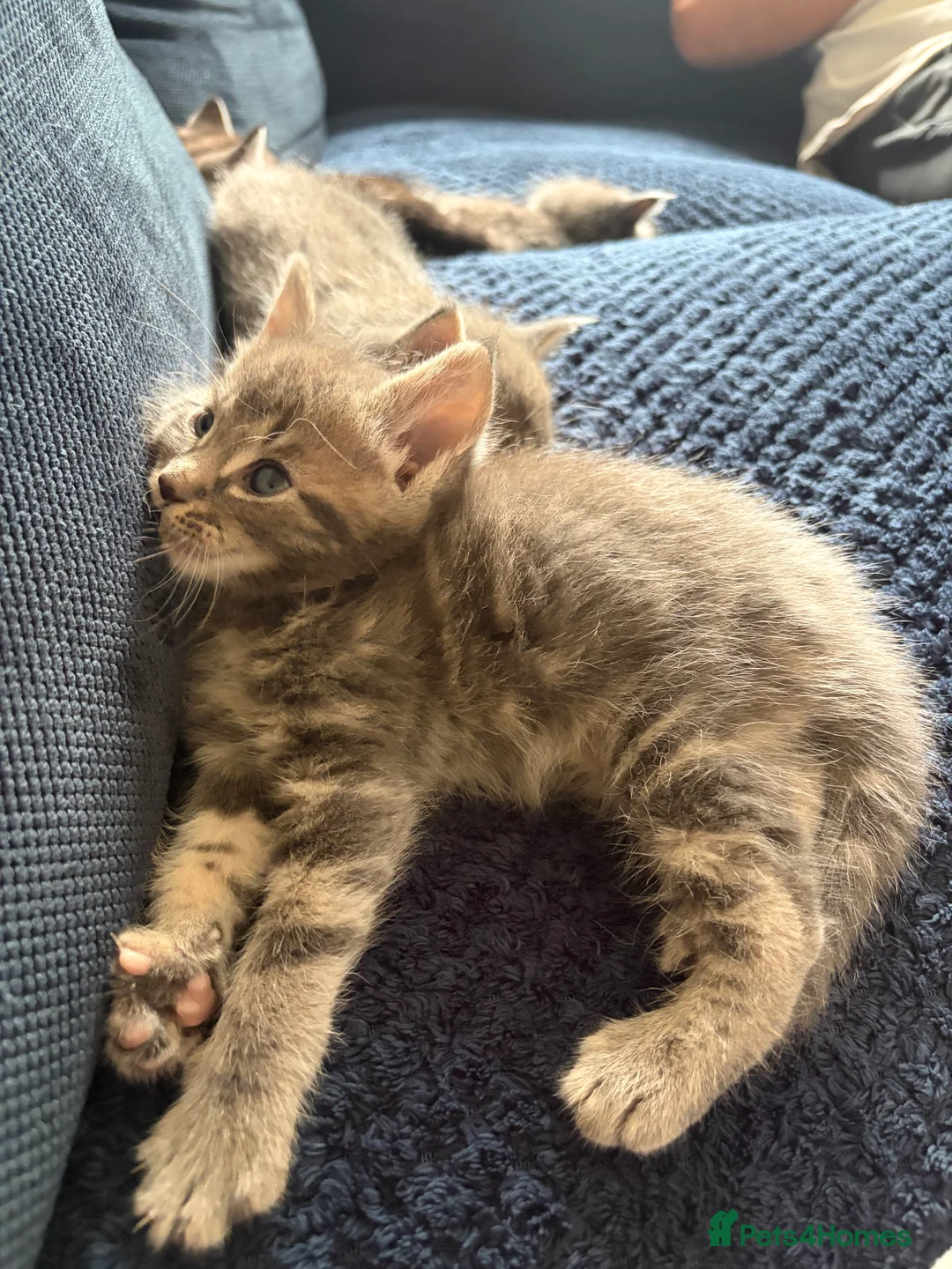 Mixed Breed cats for sale: Half Maincoon kittens  - Advert 9