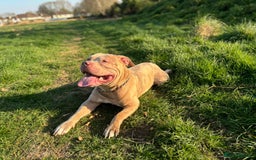 Staffordshire Bull Terrier dogs for sale: Staffordshire bull terrier - Image 2