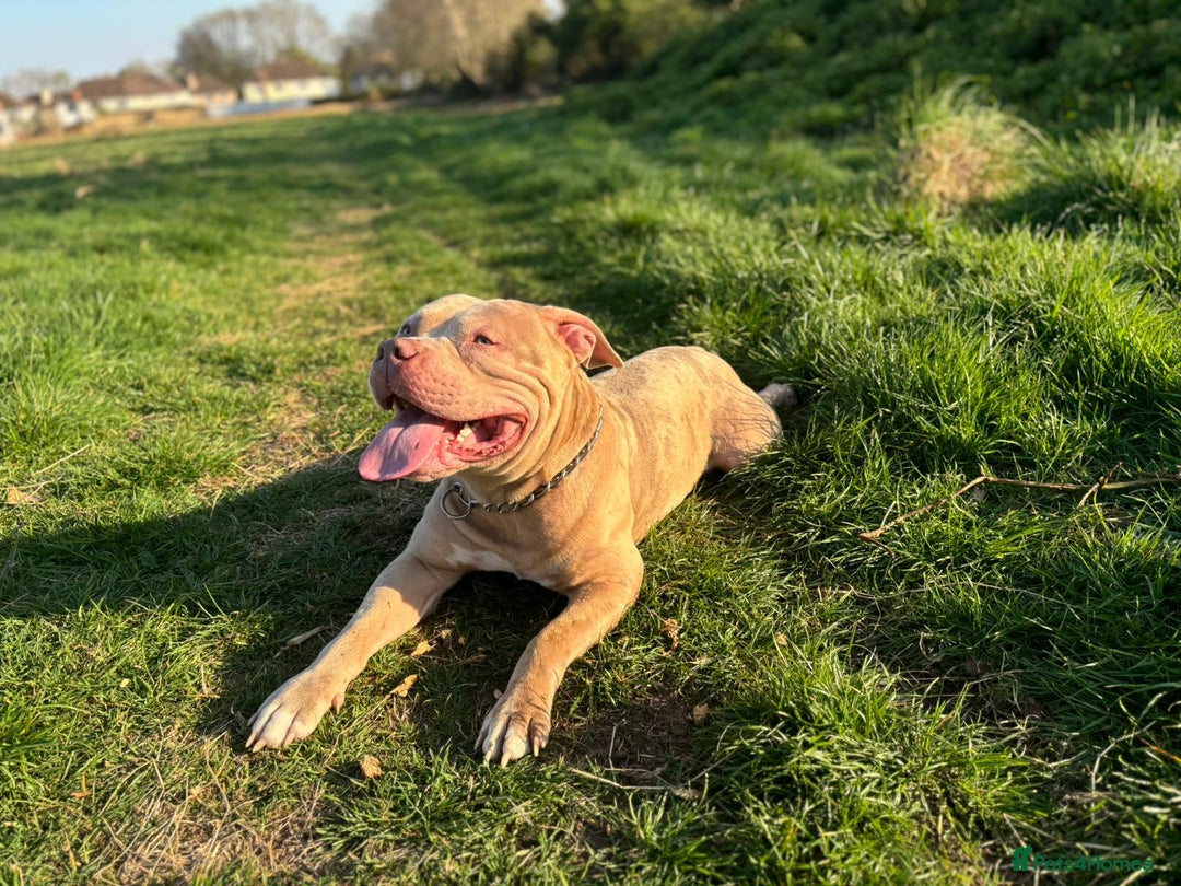 Staffordshire Bull Terrier dogs for sale: Staffordshire bull terrier - Image 2