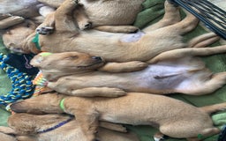 Labrador Retriever dogs for sale: Gorgeous Red Labrador Pups - Image 3