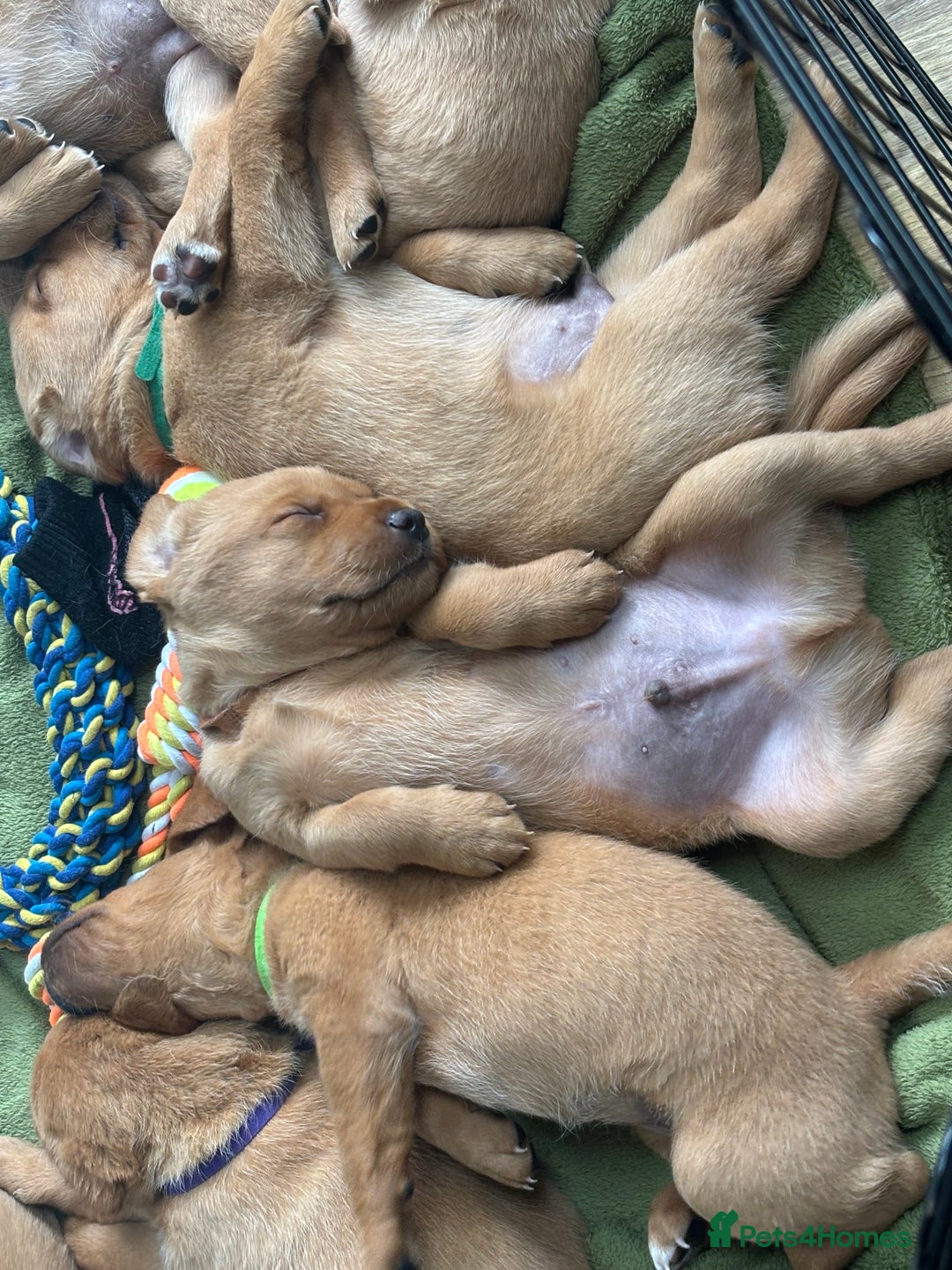 Labrador Retriever dogs for sale: Gorgeous Red Labrador Pups - Image 3