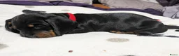 Miniature Dachshund dogs for sale: Stunning Dashounds  in Ashton-under-Lyne - Advert 5