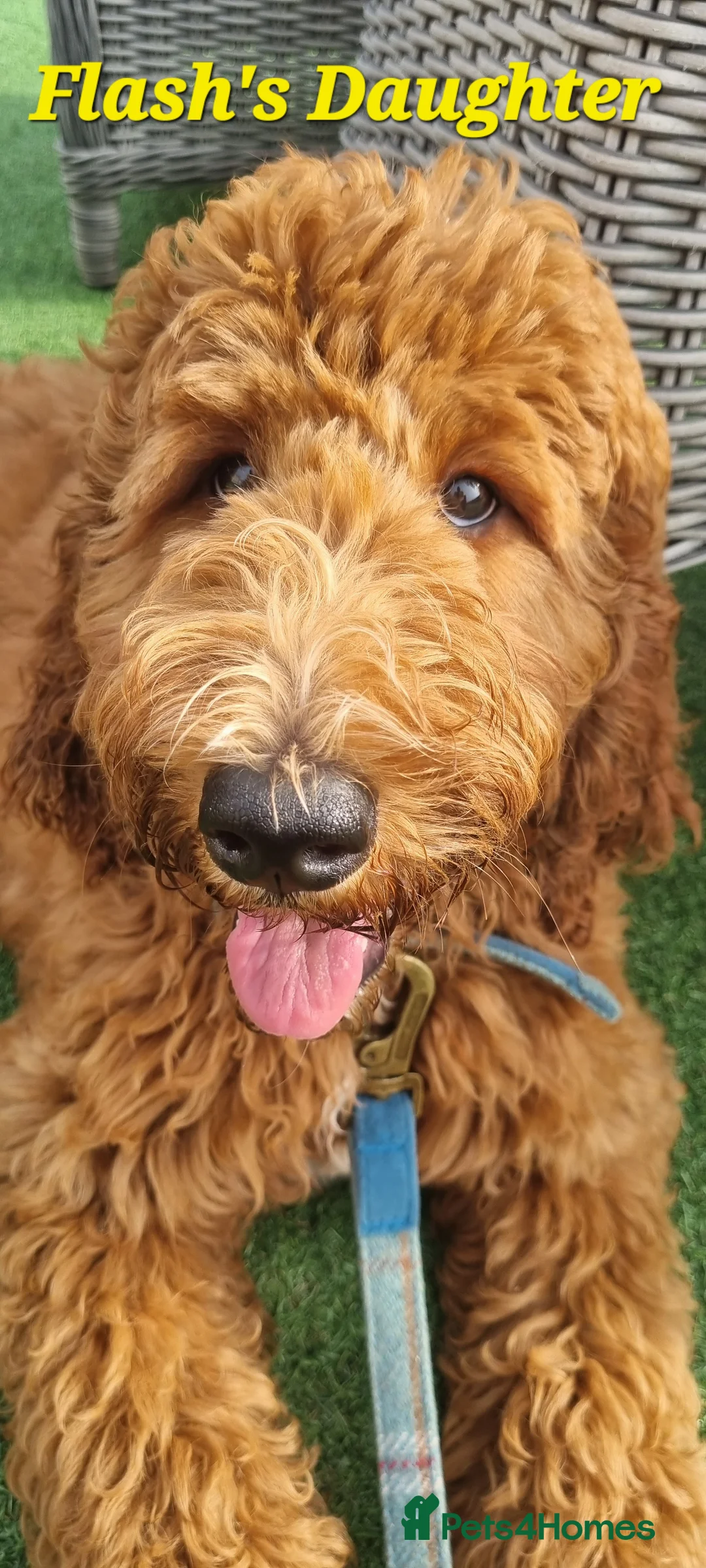 Irish Doodle dogs for stud: Irish Doodle Stud, Proven, DNA & Hip Tested in Tamworth - Advert 11