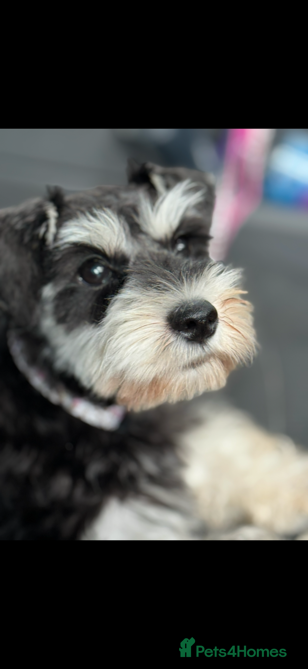 Miniature Schnauzer dogs for sale: Absolutely stunning girl 18months old  - Advert 1