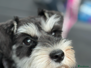 Miniature Schnauzer dogs Absolutely stunning girl 18months old - Advert 10