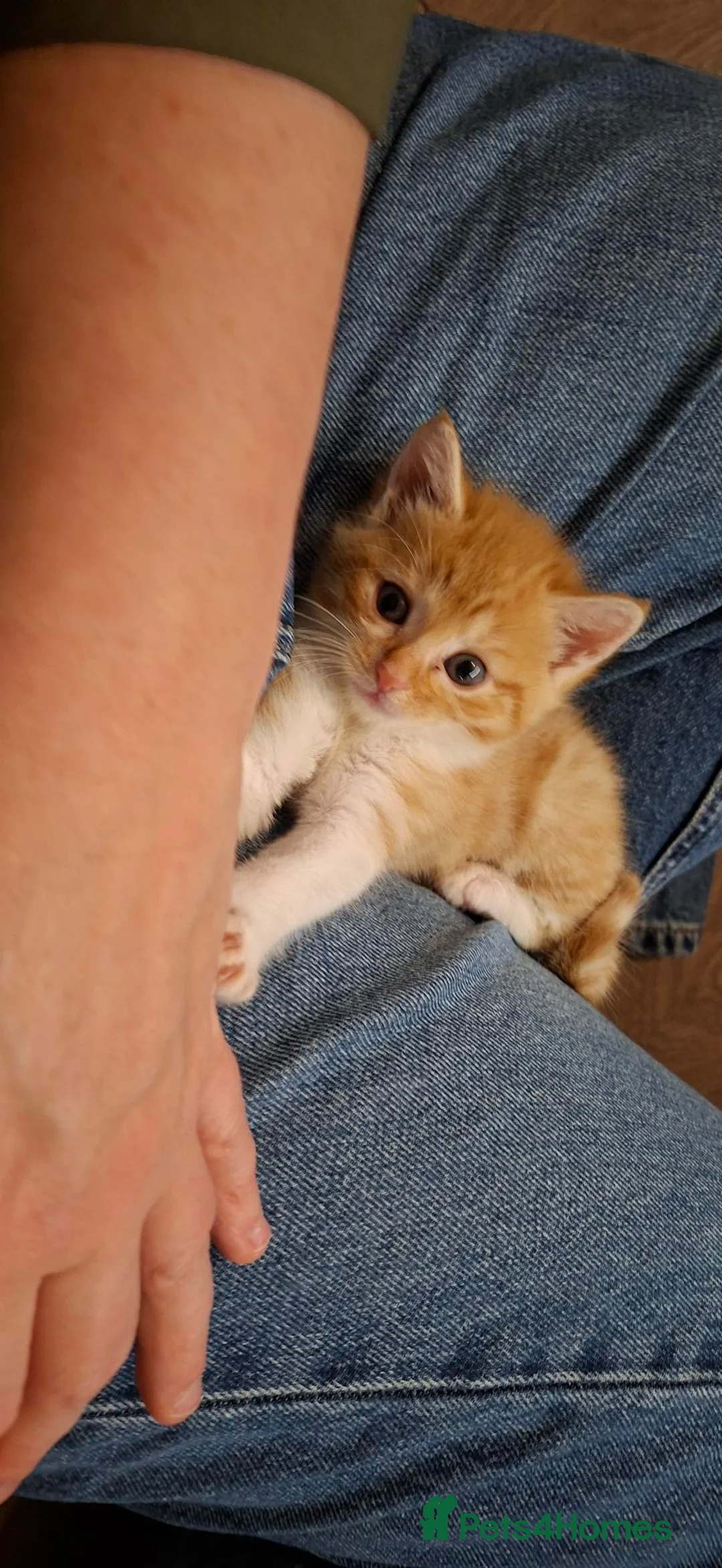 Mixed Breed cats for sale: 2 kittens ready to go - Advert 8