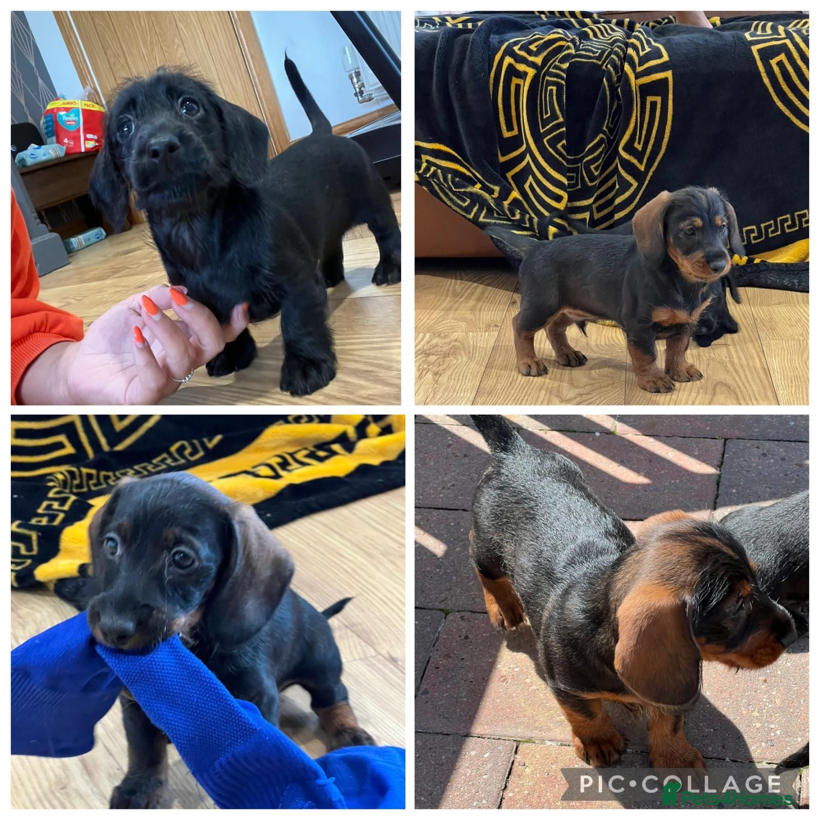 Miniature Dachshund dogs Home raised miniature wire haired dachshunds - Advert 1