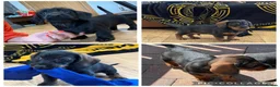 Miniature Dachshund dogs for sale: Home raised miniature wire haired dachshunds in Uttoxeter - Advert 1