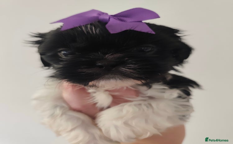 Shih Tzu dogs - Advert 8