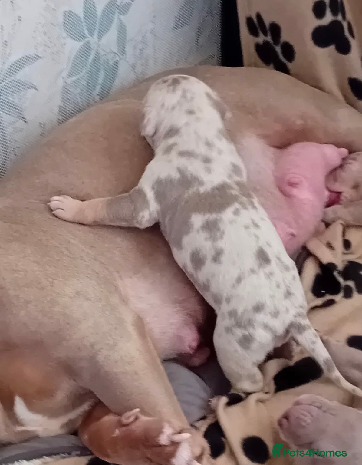 American Bully dogs for sale: American Pocket/standard bully  - Advert 3