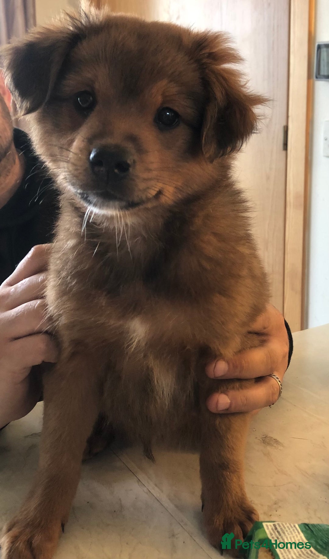 Mixed Breed dogs for sale: German spitz x jackapoo pups  - Image 3