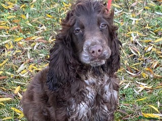 Cocker Spaniel dogs Adorable show cocker chocolate roan girl - Advert 12