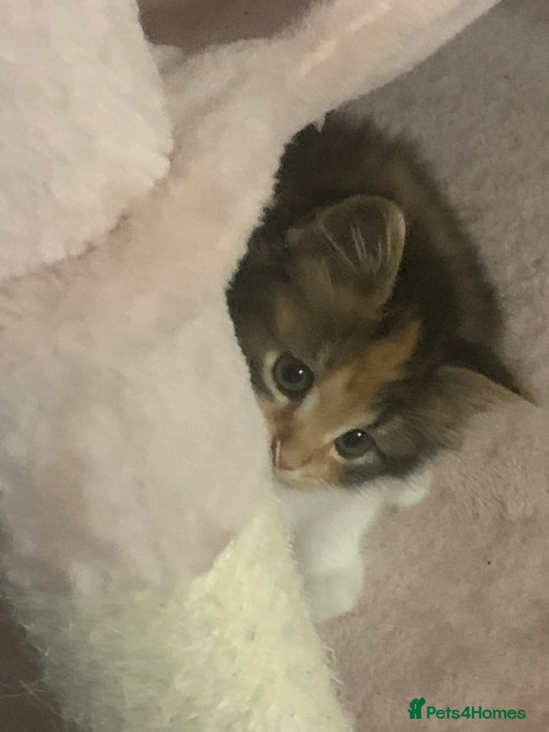 Mixed Breed cats for sale: gorgeous cat for sale - Advert 5