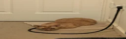 Devon Rex cats for sale: 2x Devon Rex Cats (5years old) in Leighton Buzzard - Advert 11